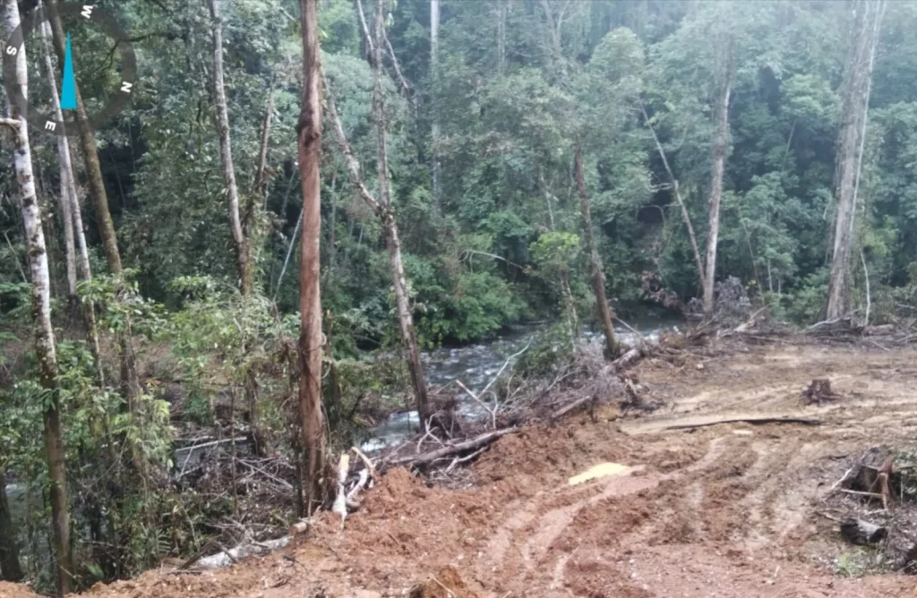 POHON DITEBANG - Tampak penebangan pohon di tepi sungai diduga dilakukan oleh salah satu perusahaan kayu di Malinau, Kaltara. (HO P3SM)