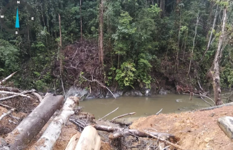 POHON DITEBANG - Tampak penebangan pohon di tepi sungai diduga dilakukan oleh salah satu perusahaan kayu di Malinau, Kaltara. (HO P3SM)